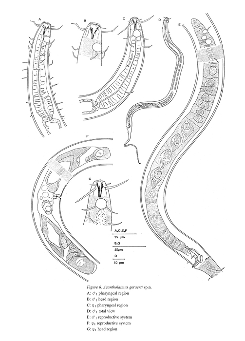 Acantholaimus geraerti Muthumbi & Vincx, 1997