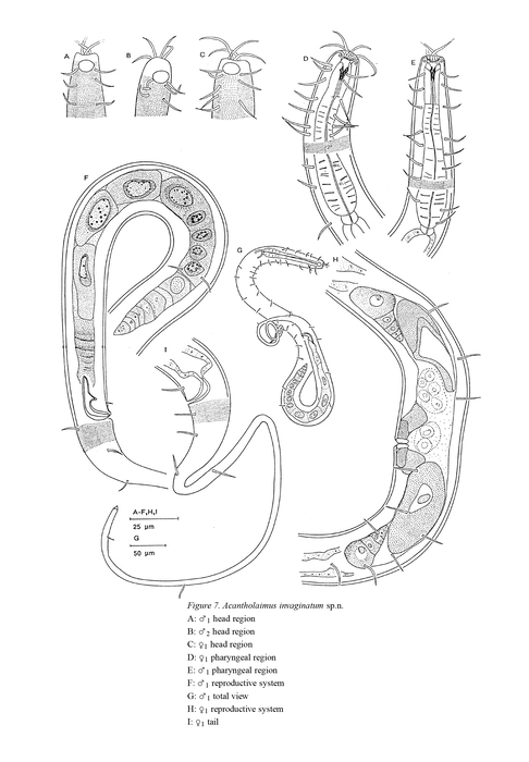 Acantholaimus invaginatum Muthumbi & Vincx, 1997 