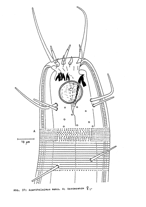 Acantholaimus maks Gerlach, Schrage & Riemann, 1979