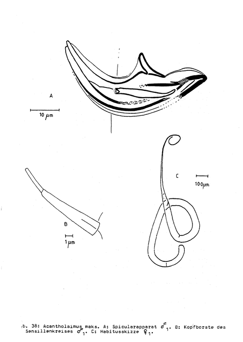 Acantholaimus maks Gerlach, Schrage & Riemann, 1979