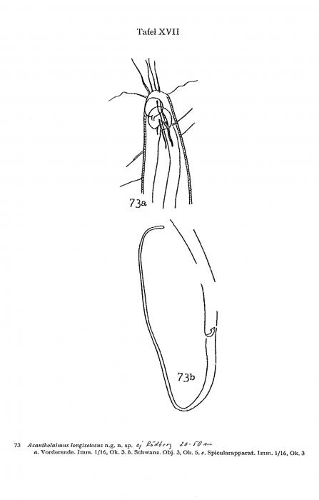 Acantholaimus longisetosus Allgén, 1933