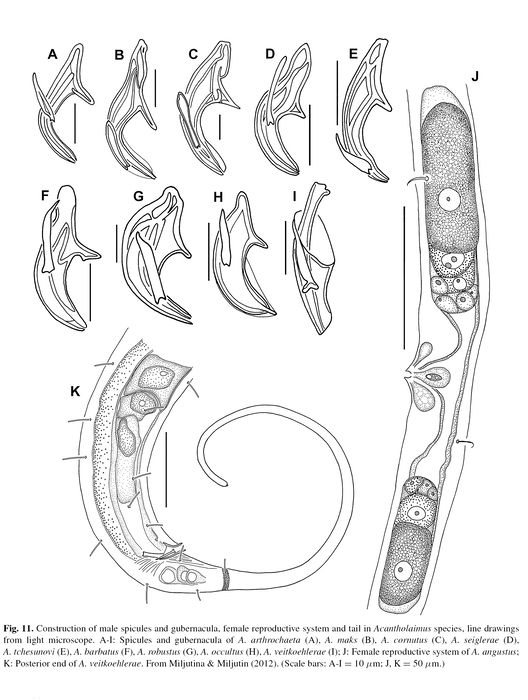 Acantholaimus Allgén, 1933
