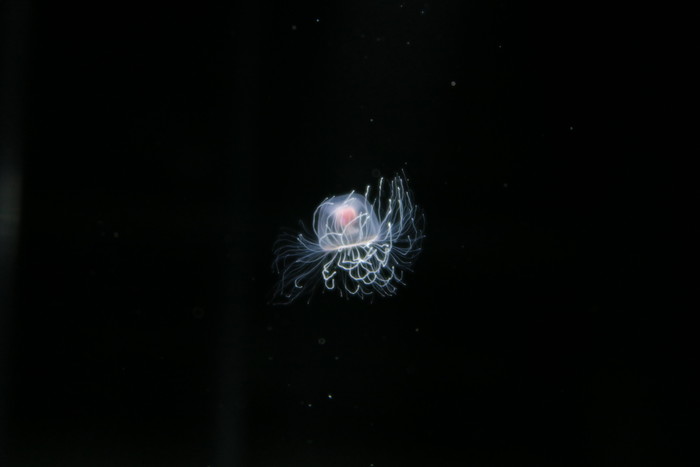 Turritopsis rubra