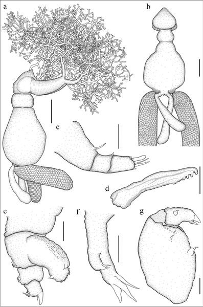 Dendrapta nasicola Irigoitia, Taglioretti & Timi, 2020 Dendrapta nasicola Irigoitia, Taglioretti & Timi, 2020