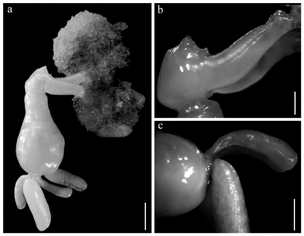 Dendrapta nasicola Irigoitia, Taglioretti & Timi, 2020 Dendrapta nasicola Irigoitia, Taglioretti & Timi, 2020