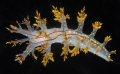 Dendronotus yrjargul Korshunova, Bakken, Grøtan, K. B. Johnson, Lundin & Martynov, 2020