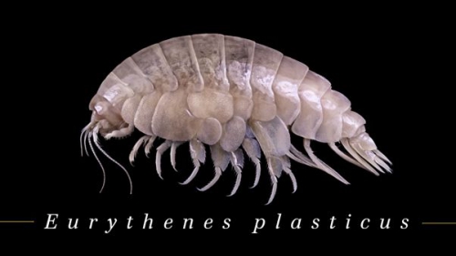 Eurythenes plasticus Eurythenes plasticus
