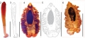 Gyrocotyle haffii Bray, Waeschenbach, Littlewood, Halvorsen & Olson, 2020