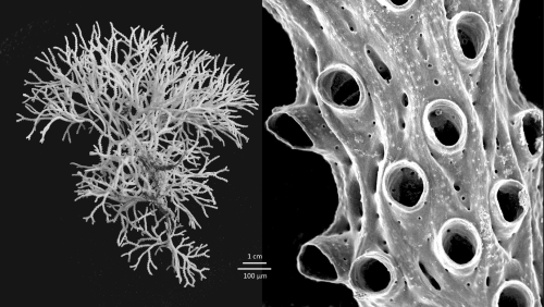 Hornera mediterranea Harmelin, 2020 Hornera mediterranea Harmelin, 2020