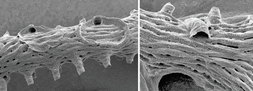 Hornera mediterranea Harmelin, 2020 Hornera mediterranea Harmelin, 2020