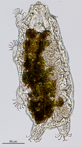 Neoechiniscoides aski Møbjerg, Jørgensen & Kristensen, 2020 Neoechiniscoides aski Møbjerg, Jørgensen & Kristensen, 2020