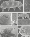 Neoechiniscoides aski Møbjerg, Jørgensen & Kristensen, 2020