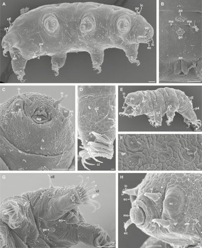 Neoechiniscoides aski Møbjerg, Jørgensen & Kristensen, 2020 Neoechiniscoides aski Møbjerg, Jørgensen & Kristensen, 2020