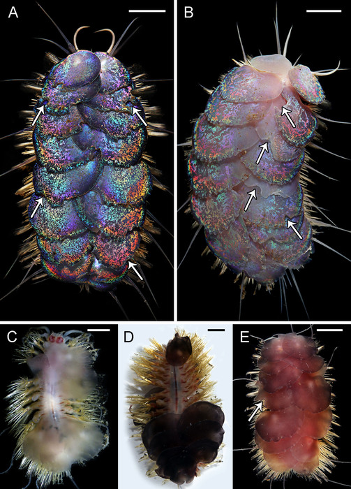 Peinaleopolynoe orphanae