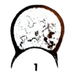 Eotuberitina cornuta Hallett, 1971