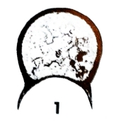 Eotuberitina cornuta Hallett, 1971 Eotuberitina cornuta Hallett, 1971