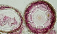 Ceramium pallidum, author: Ignacio Bbara