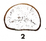 Eotuberitina fornicata Hallett, 1971