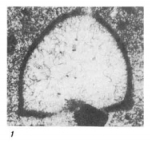 Eotuberitina moles Saltovskaya, 1981