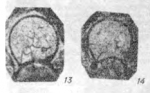 Eotuberitina sokolovi Sosnina, 1976 