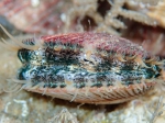 Chlamys islandica - live, author: Nozes, Claude