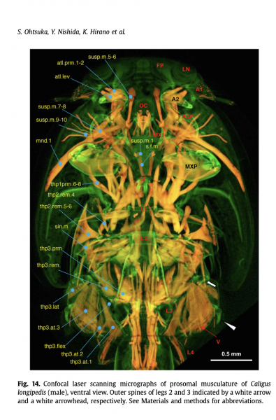 Caligus longipedis Caligus longipedis