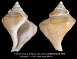 Neptunea communis (Middendorff, 1849) [syntype]