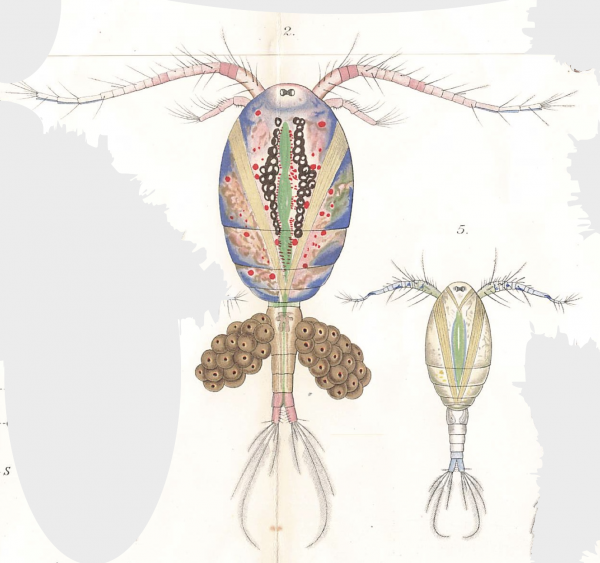 Cyclops distintcus male female Cyclops distintcus male female