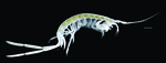Panamapisa guaymii Holotype, male, 11 mm, Scale bar: 1 mm.