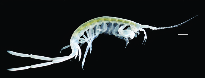 Panamapisa guaymii Holotype, male, 11 mm, Scale bar: 1 mm. Panamapisa guaymii Holotype, male, 11 mm, Scale bar: 1 mm.