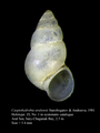 Caspiohydrobia aralensis Starobogatov & Andreeva, 1981, author: Kantor, Yuri