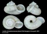 Laotia christahemmenae phami Pl-Gergely & Hunyadi, 2021, author: Pl-Gergely, Barna