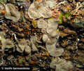 Plakina bowerbanki
