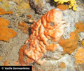 Plakina hellenica