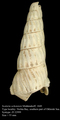 Scalaria ochotensis Middendorff, 1849. Syntype, author: Kantor, Yuri