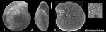 Ammonia abramovichae Hayward and Holzmann, 2021 Holotype