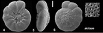 Ammonia akitaae Hayward, Frenzel and Holzmann, 2021 Holotype
