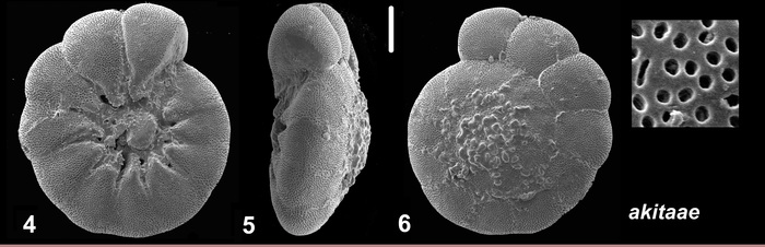 Ammonia akitaae Hayward, Frenzel and Holzmann, 2021 Holotype Ammonia akitaae Hayward, Frenzel and Holzmann, 2021 Holotype