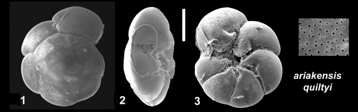 Ammonia ariakensis quiltyi Hayward and Holzmann, 2021 Holotype Ammonia ariakensis quiltyi Hayward and Holzmann, 2021 Holotype