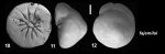 Ammonia fajemilai Hayward and Holzmann, 2021 Holotype
