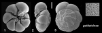 Ammonia goldsteinae Hayward and Holzmann, 2021 Holotype