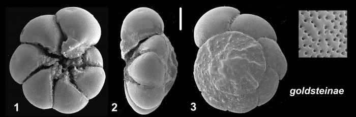 Ammonia goldsteinae Hayward and Holzmann, 2021 Holotype Ammonia goldsteinae Hayward and Holzmann, 2021 Holotype