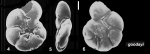 Ammonia goodayi Hayward and Holzmann, 2021 Holotype