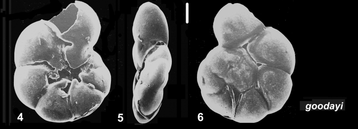 Ammonia goodayi Hayward and Holzmann, 2021 Holotype Ammonia goodayi Hayward and Holzmann, 2021 Holotype