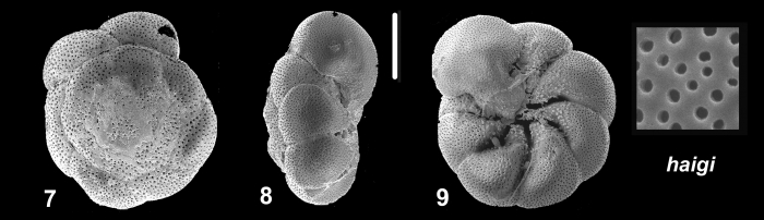 Ammonia haigi Hayward and Holzmann, 2021 Holotype Ammonia haigi Hayward and Holzmann, 2021 Holotype
