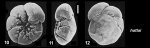 Ammonia hattai Hayward and Holzmann, 2021 Holotype