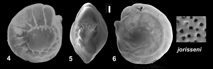 Ammonia jorisseni Hayward, Holzmann and Renjaan, 2021 Holotype