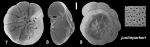 Ammonia justinparkeri Hayward and Holzmann, 2021 Holotype