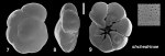 Ammonia shchedrinae Hayward and Holzmann, 2021 Holotype