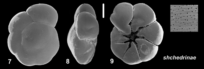 Ammonia shchedrinae Hayward and Holzmann, 2021 Holotype Ammonia shchedrinae Hayward and Holzmann, 2021 Holotype